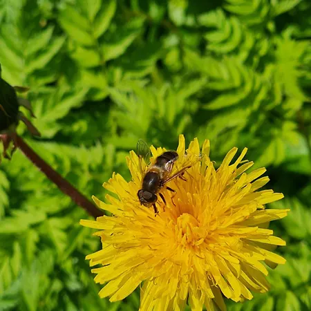 Naturlig Viis Luxuszelt *